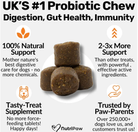 OEM Pet Pre + Probiotics Complément probiotiques à mâcher doux pour le soutien de la santé digestive et le soulagement des démangeaisons pour chiens avec citrouille et probiotiques