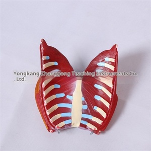 Modello di Struttura Umana in Plastica a Mezzo Busto, 85cm, Due Sessi, per Insegnamento di Anatomia Medica, Smontabile, per Scuole Primarie e Secondarie - Product Image 2