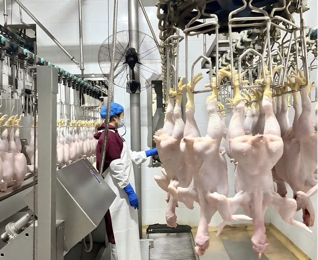 Automated Chicken Slaughter Machine Line 300-1000 Birds Per Hour