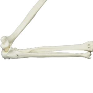 DARHMMY naturale grande osso dell'arto superiore modello di <span class=keywords><strong>scheletro</strong></span> umano <span class=keywords><strong>braccio</strong></span> con scapola e clavicola per la scienza medica - Product Image 3