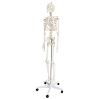 Modèle de squelette d'éducation humaine (170 cm) avec support / modèle biologique, modèle de squelette grandeur nature