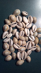 Shell <span class=keywords><strong>Conch</strong></span> - Product Image 6