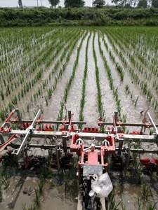 Machine agricole transducteur de riz sarcleuse pour semis sarcleuse pour champs de pappy - Product Image 5