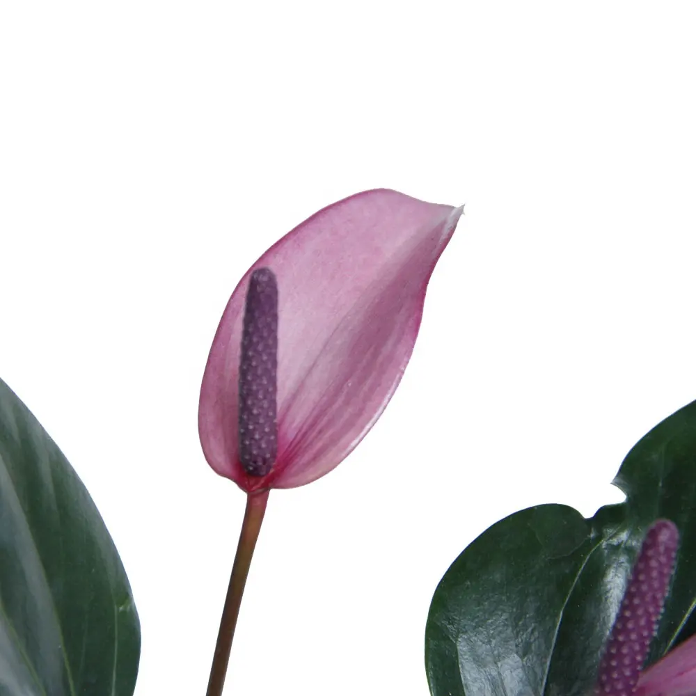 Competitive Price Long Stem Natural Plants Anthurium Purple Potted Fresh Cut Flowers for Home Decoration