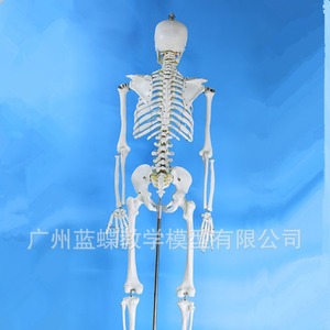 Modelo de esqueleto humano a escala 1:1 para adultos, modelo esquelético médico estándar de 180 cm, modelo de esqueleto de color blanco puro. - Product Image 4