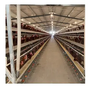 Automatic battery cage for 10,000 chickens hot seller in South Africa