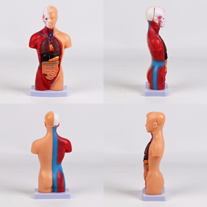Modelo Anatómico <span class=keywords><strong>del</strong></span> Torso <span class=keywords><strong>del</strong></span> <span class=keywords><strong>Cuerpo</strong></span> <span class=keywords><strong>Humano</strong></span> <span class=keywords><strong>de</strong></span> 28 cm, Modelo <span class=keywords><strong>de</strong></span> 15 <span class=keywords><strong>Partes</strong></span> para Equipo Educativo <span class=keywords><strong>de</strong></span> Ciencias Médicas - Product Image 3