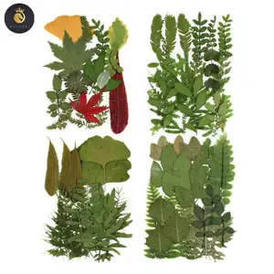 M103 прессованные цветы, зеленый консервированный сушеный лесной папоротник, бонтанико, листовое прессование, прессованные листья для мыльной свечи, ожерелье