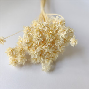 Ghirlanda di Fiori Secchi Ecologica con Fiori della Stelle Brasiliana per Centrotavola Autunnale e del Ringraziamento - Product Image 1