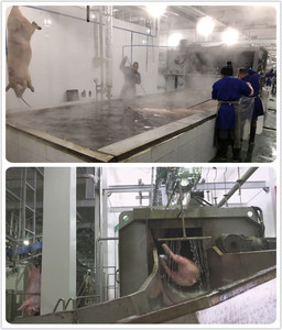 Equipo completo de <span class=keywords><strong>matadero</strong></span> de cerdo de fábrica para un <span class=keywords><strong>matadero</strong></span> eficiente de cerdos - Product Image 4