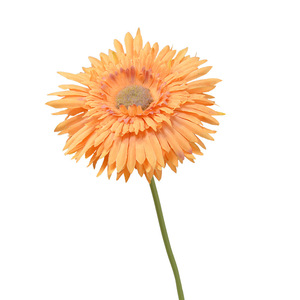 Dongchen Crafts Artificial Chrysanthemum Short Stem 12 Colors Home Decor <b>Wedding</b> <b>Props</b> - Product Image 5