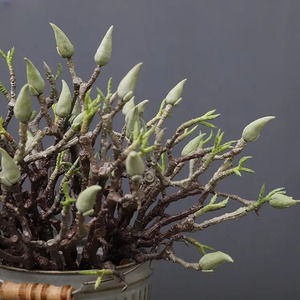 Chất Lượng Cao 6 Dforks Mô Phỏng Magnolias Cây Chi Nhánh Bó Nhân Tạo Magnolia Hoa Nụ Gốc Cho Đám Cưới Trang Trí Nội Thất - Product Image 5