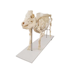Modelo de <span class=keywords><strong>esqueleto</strong></span> de <span class=keywords><strong>cerdo</strong></span> Modelo anatómico animal Modelo de <span class=keywords><strong>esqueleto</strong></span> animal de tamaño natural - Product Image 1