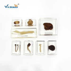Varios tipos de hongos; especímenes biológicos enriquecidos para estudiantes de primaria y secundaria; especímenes de plantas; populares - Product Image 3