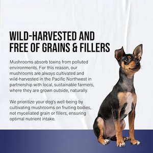 Complément alimentaire OEM pour la santé des animaux de compagnie, à base d'extrait de champignon et d'adaptogènes, pour chiens ayant des problèmes respiratoires - Product Image 5