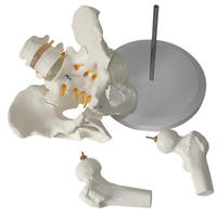 Modelo Anatómico de Pelvis Humana de PVC, Recursos de Enseñanza de Ciencias Médicas, 25.5x20x41cm, para que los Estudiantes Comprendan la Estructura Humana
