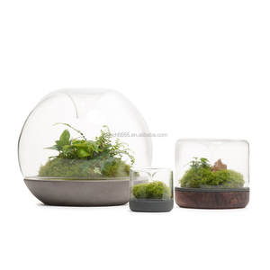 Sanctuary Rainforest Terrarium Base de chêne pot de conteneur de terrarium - Product Image 3