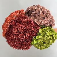 Fleurs d'hortensia séchées Anna en gros, hortensia blanc pur, bouquet de fleurs de mariage, grand bouquet d'hortensia préservé pour la décoration d'événements