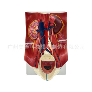 Modelo del sistema urinario humano; pared abdominal posterior, riñones, vejiga, órganos abdominales; estructura anatómica de datos médicos de IA - Product Image 2
