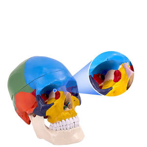 Modèle de tête humaine grandeur nature en PVC pour l'enseignement, modèle anatomique du crâne, modèle médical coloré du crâne - Product Image 3