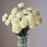 Grossiste Grade A Nai You Bai Carnation - Blanc pour Bouquets, Directement du Producteur pour Décoration d'Événements de Mariage, Prise en Charge du Transport en Chaîne du Froid