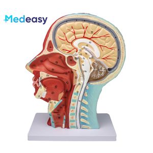 Modelo <span class=keywords><strong>de</strong></span> Anatomía <span class=keywords><strong>de</strong></span> <span class=keywords><strong>cabeza</strong></span> humana <span class=keywords><strong>de</strong></span> entrenamiento médico, modelo neurovascular <span class=keywords><strong>de</strong></span> <span class=keywords><strong>cabeza</strong></span> <span class=keywords><strong>y</strong></span> <span class=keywords><strong>cuello</strong></span> - Product Image 5