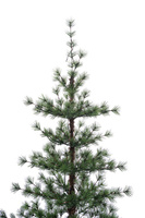 Arbre de Noël artificiel Treesmas de 66 pouces avec base en PVC/métal tressée de feuilles de pin, éclairage LED 193 lumières, verdure artificielle pour intérieur