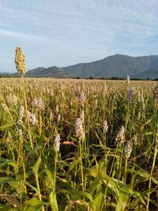 Gran oferta en semillas de Coix de VIET SEAFARM de alta calidad para la agricultura para exportar desde Vietnam - Product Image 6