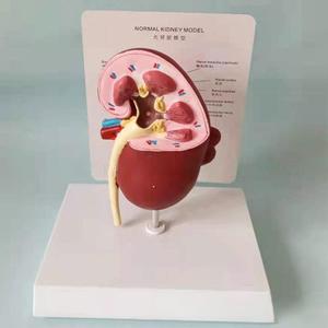 Modèle d'enseignement médical Modèle de rein pathologique <span class=keywords><strong>canin</strong></span> pour l'éducation vétérinaire et la démonstration de la maladie rénale - Product Image 2