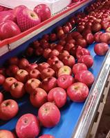 Pommes rouges fraîches Fuji et Gala, pommes sucrées et croustillantes, fournisseur en gros de Chine pour l'exportation