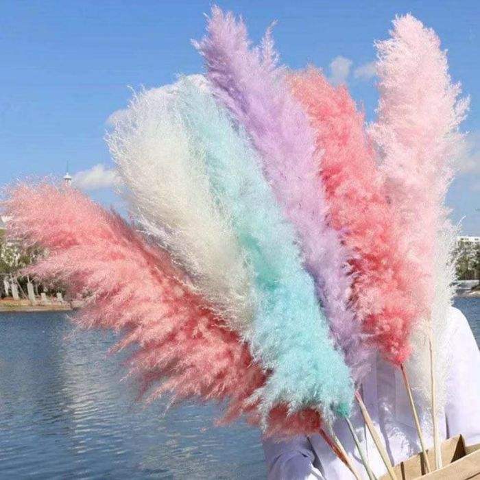 Ccolored pampas ขนาดใหญ่