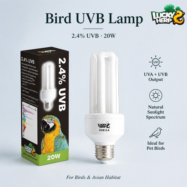 LuckyHerp 3U Reptile UVB2.4 6000K Spiral Glass CFL Eco-Friendly Indoor Use JX-BCFLU20 Model with 8000 Hours Long Life