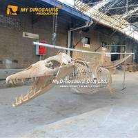 MY DINO AS-049 Squelette d'oiseau Dodo Animal préhistorique éducatif