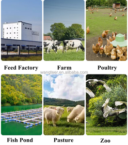 เครื่องอัดรีดอาหาร<span class=keywords><strong>ปลา</strong></span>แบบลอยน้ำอัตโนมัติ คุณภาพดี 120 กก./ชม. เครื่องทำอาหารสัตว์เลี้ยงแบบมืออาชีพสำหรับอาหารสุนัข - Product Image 6