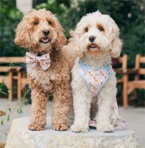 Conjunto de Coleira para Gato e Cachorro Colete Bonito à Prova de Fuga para Caminhadas Confortável Ajustável com Guia e Refletivo para Atividades ao Ar Livre - Product Image 5