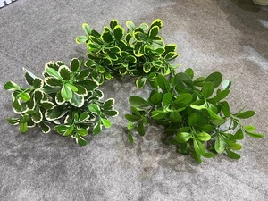 Décor de verdure de Noël intérieur et extérieur buissons et <span class=keywords><strong>faux</strong></span> arbustes de Schefflera en soie artificielle pour décoration de jardin et de bureau - Product Image 2