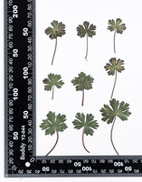 Feuilles de géranium naturel vraies fleurs séchées pressées pour bricolage signet artisanat salle de classe botanique activité Kit