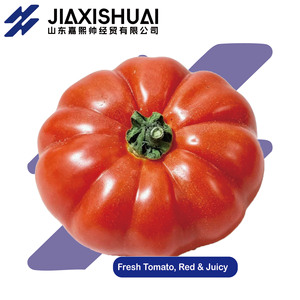 Tomate Ugly, variété ancienne authentique, à chair sableuse, fraîche, mûrie naturellement en extérieur, du Shandong, pour consommation crue - Product Image 5