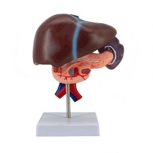 Modelo Anatómico de Hígado, Páncreas y Duodeno Humano Desmontable en 3 Partes con Estructura Vascular para Enseñanza Médica - Product Image 1