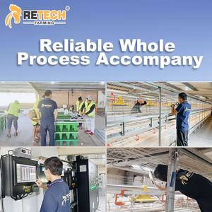 Kandang ayam Broiler, peralatan unggas kandang Broiler 4 tingkat otomatis dengan sistem panen tipe rantai - Product Image 3