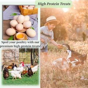 LOGO personnalisé Booster d'œufs <span class=keywords><strong>pour</strong></span> poules - Supplément vitaminique Oméga-3 <span class=keywords><strong>pour</strong></span> poules pondeuses - Soutien à la santé des œufs et des plumes - Traitement naturel - Product Image 5