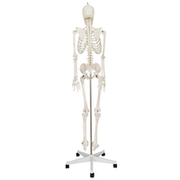 Modèle de squelette d'éducation humaine (170 cm) avec support / modèle biologique, modèle de squelette grandeur nature