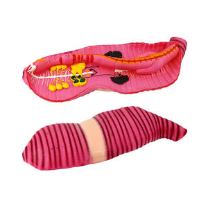 मिट्टी का विच्छेदन मॉडल Zm6021 - Product Image 1