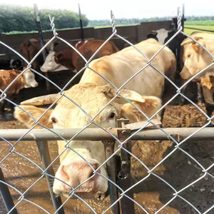 Rongbang sıcak satış fabrika doğrudan ürün zinciri bağlantı çiftlik çiti rulo tavşan tavuk hayvan tarım tel örgü çit - Product Image 1