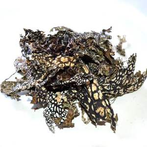 Lao Long Pi, Hongo Pulmonar Crudo Seco, Líquen Pulmonar, Hongo Pulmonar <span class=keywords><strong>de</strong></span> <span class=keywords><strong>Roble</strong></span> Silvestre en Venta - Product Image 5