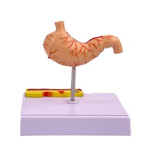 Model Lumba-lumba Perut Manusia Berkualitas Tinggi, Model Lambung Lambung - Product Image 3