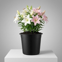 Pots de fleurs modernes en plastique PP en gros avec trous de drainage - Pots de pépinière durables et légers pour jardinage, usage intérieur/extérieur