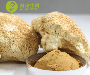 Fuente de la fábrica de los Leones Mane <span class=keywords><strong>Hericium</strong></span> <span class=keywords><strong>Erinaceus</strong></span> de polvo de extracto de - Product Image 6