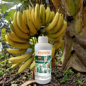 سماد موز عضوي سائل ، حمض الهيوميك ، محصول البوتاسيوم ، يزيد من إنتاجية تخزين الفاكهة ، مسحوق - Product Image 3