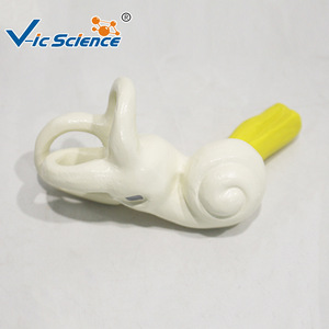 Modelo anatómico de la membrana timpanica humana, modelo didáctico de la estructura del oído, comunicación médico-paciente en otorrinolaringología - Product Image 1